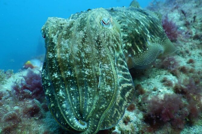 PADI Advanced Diving Course in Gran Canaria - The instructors and the feel of the center