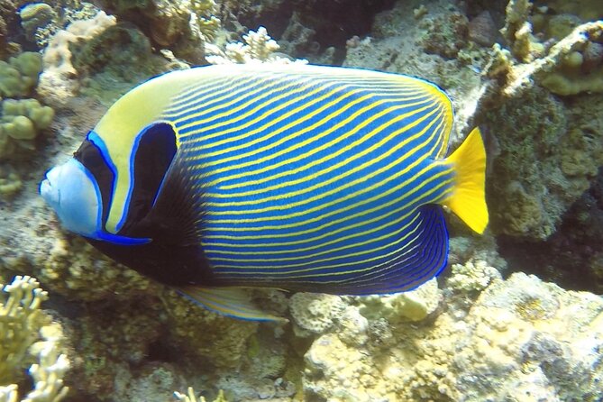 PADI Advanced Diving Course in Hurghada - Learn Scuba Diving - Equipment, transport, and what is included