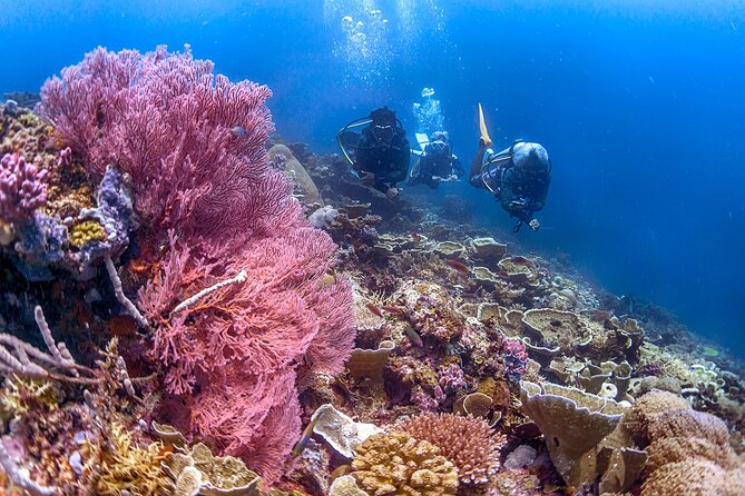 PADI Advanced Open Water Course Kota Kinabalu - Boat days, equipment, and underwater scenery