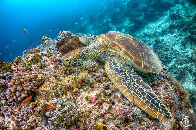 PADI Advanced Open Water Course Kota Kinabalu - The optional night session
