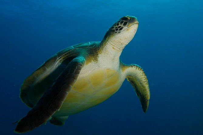 PADI Advanced Open Water Diver Course (AOWD) - 2 days - Key points at a glance