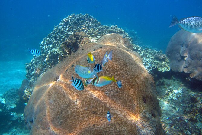 PADI Advanced Open Water Diver course Two days one night included accommodation - One night near Mae Haad Beach