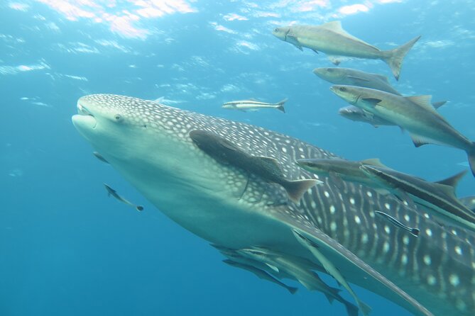 PADI Advanced Open Water Diver course Two days one night included accommodation - Who will get the most from this course