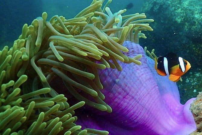 PADI Advanced Open Water Diver Course - The two required sessions: depth and navigation