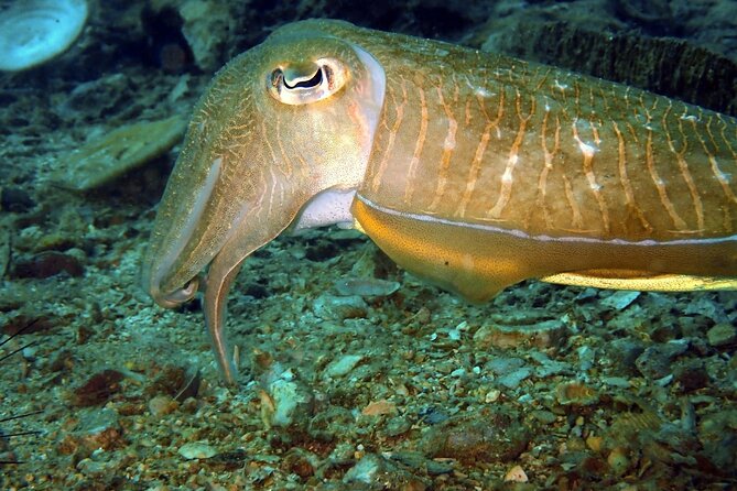 PADI Discover Scuba 2 Times Diving Phuket - Two sessions, two chances to settle in