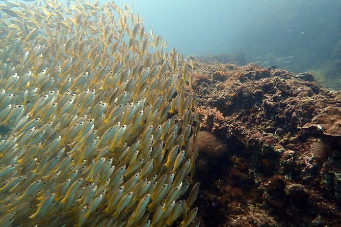 PADI Discover Scuba 2 Times Diving Phuket - The $220.25 price and what it covers