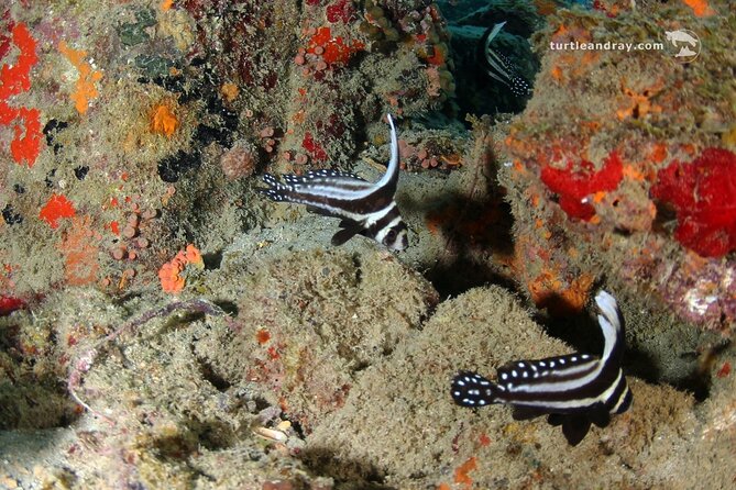 PADI Discover Scuba Dive - Learning to breathe in shallow water