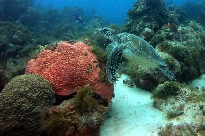 PADI Discover Scuba Dive - What the $129 price really includes