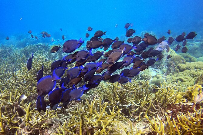 PADI Discover Scuba Dive - Who should book this experience