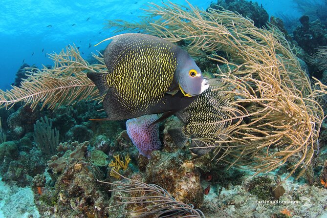 PADI Discover Scuba Dive - The small group advantage