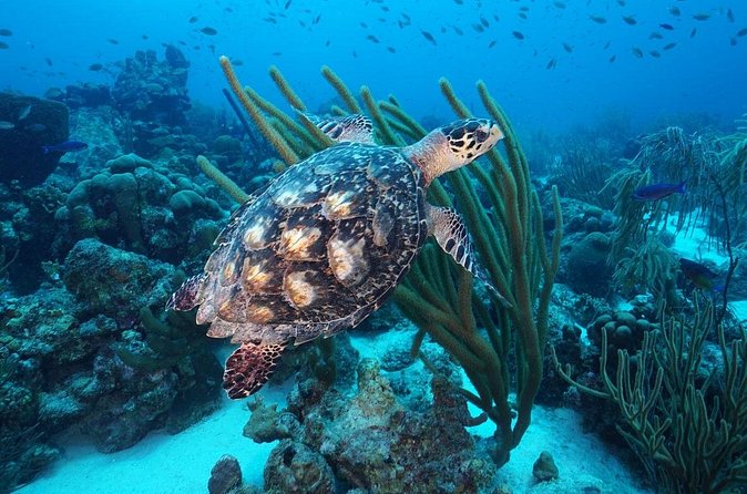 PADI Discover Scuba Dive at Coral Divers Curacao - A sensible first step into scuba