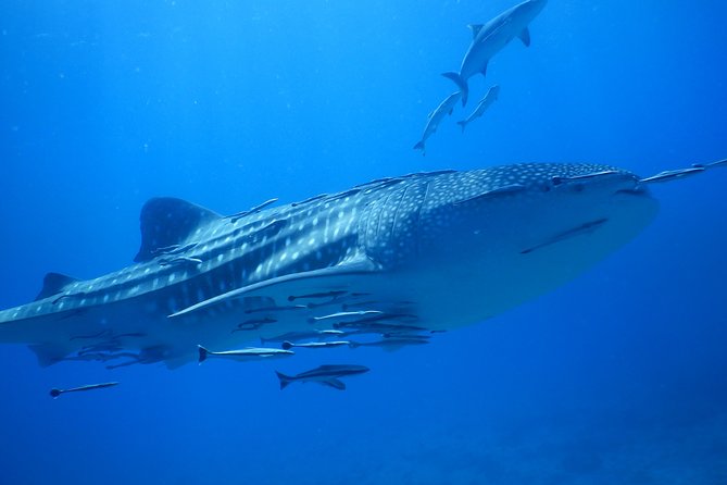PADI Discover Scuba Dive Experience - Two open-water sessions on Ko Chang’s coral reefs