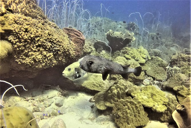 PADI Discover Scuba Dive Experience - PADI course credit gives the experience a useful purpose