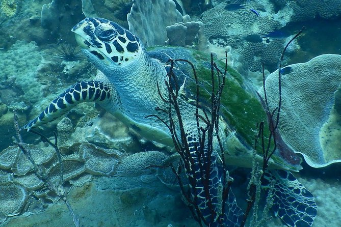 PADI Discover Scuba Dive Experience - The pool session gives you time to get comfortable