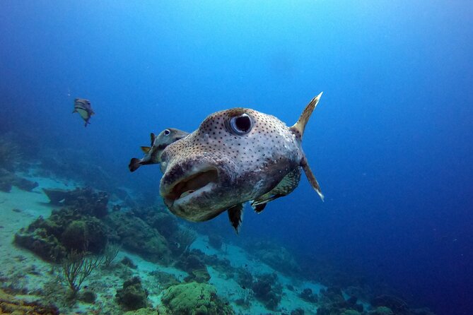 PADI Discover Scuba Dive - Starting at The Dive Bus on Curaçao Goetoeweg
