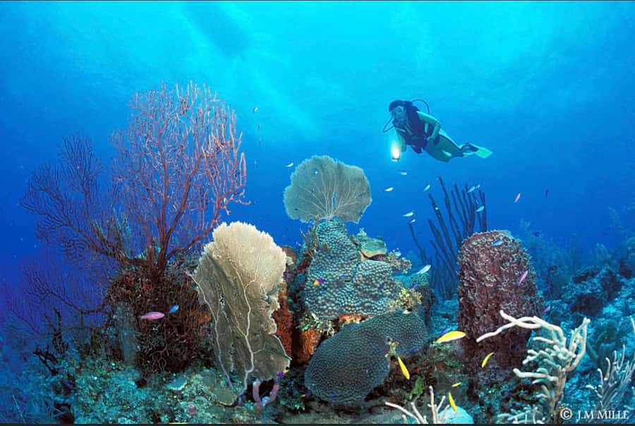 PADI Discover Scuba Diving: at Hol Chan Marine Reserve - The sea life you may see at Hol Chan