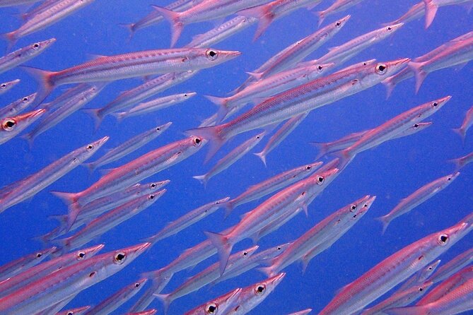 PADI Discover Scuba Diving for Beginners (Non Certified Divers) - What this Phuket scuba experience actually offers