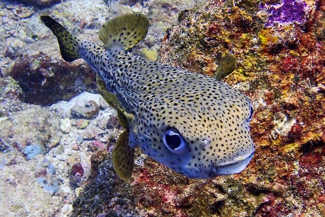 PADI Discover Scuba Diving for Beginners (Non Certified Divers) - Sessions two and three: more time to explore