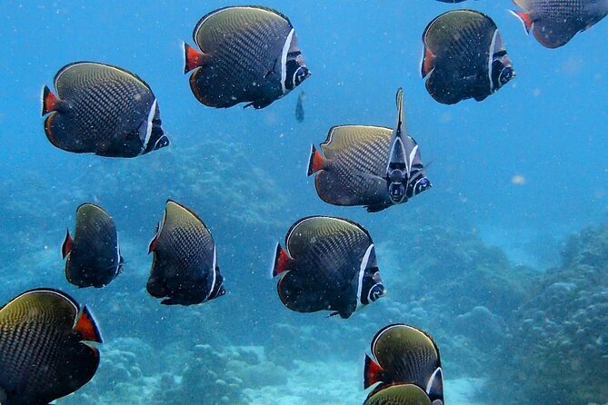 PADI Discover Scuba Diving for Beginners (Non Certified Divers) - What the $204.60 price covers