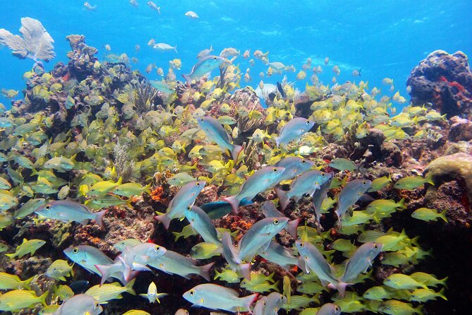 PADI Discover Scuba Diving for divers without certification - Who should book this experience?