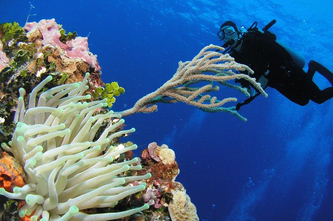 PADI Discover Scuba Diving in Playa del Carmen - Starting at Hotel Riu Yucatan in Playacar