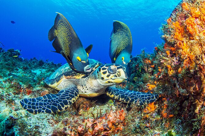 PADI Discover Scuba Diving Program in the Riviera Maya - Key points to know before booking