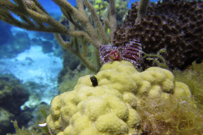 PADI Discover Scuba Diving Program in the Riviera Maya - What the $126 price really includes