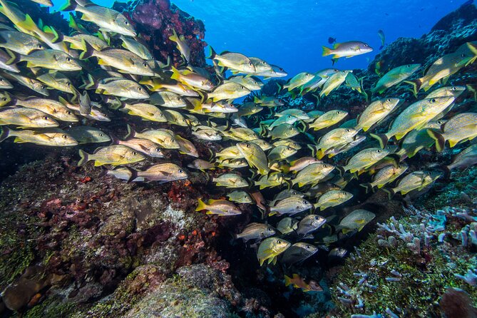 PADI Discover Scuba Diving Program in the Riviera Maya - Who will enjoy this experience most?