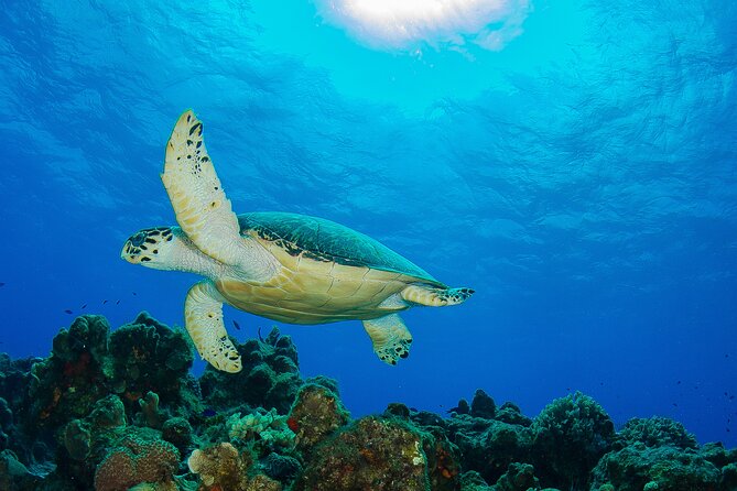 PADI Discover Scuba Diving Program in the Riviera Maya - Pool practice before the Caribbean reef
