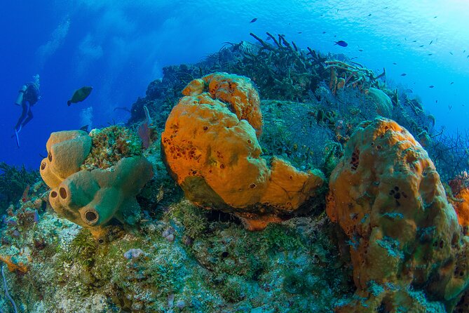 PADI Discover Scuba Diving Tour in Cozumel - The transport problem between Playa del Carmen and Cozumel