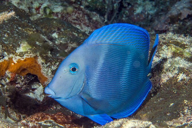 PADI Discover Scuba Diving Tour in Cozumel - Who will get the most from this experience?
