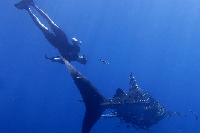 Padi Freediver, learn how to freedive and get your first license (at Koh Chang) - What the price includes at $389.96