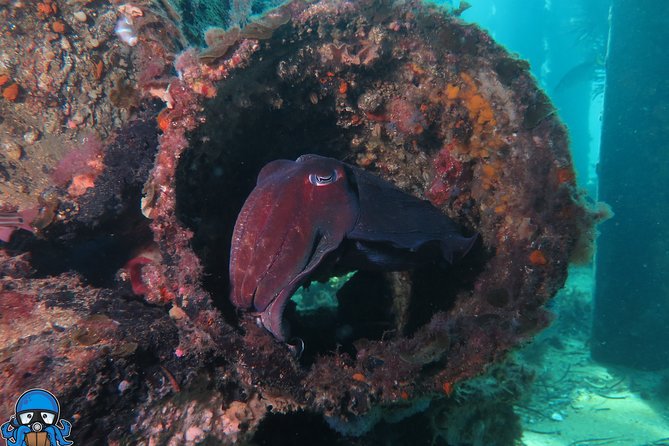 PADI Open Water Course - Day two: shore training around Fremantle and Rockingham