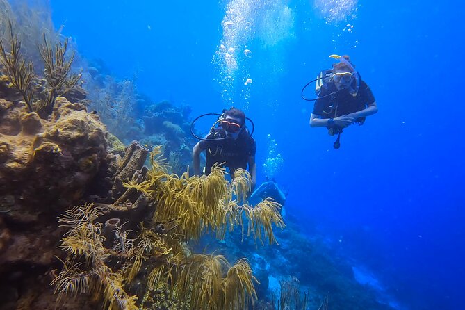 PADI Open Water Course in 3 days - Days two and three: five sessions across Curacao