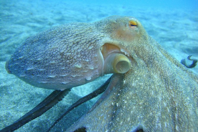 PADI Open Water Course in Costa Adeje - Key points at a glance