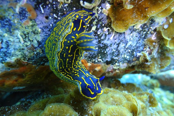 PADI Open Water Course in Costa Adeje - Marine life and underwater sites