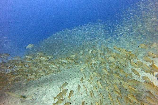 PADI Open Water Course in Costa Adeje - Planning your four days in Costa Adeje