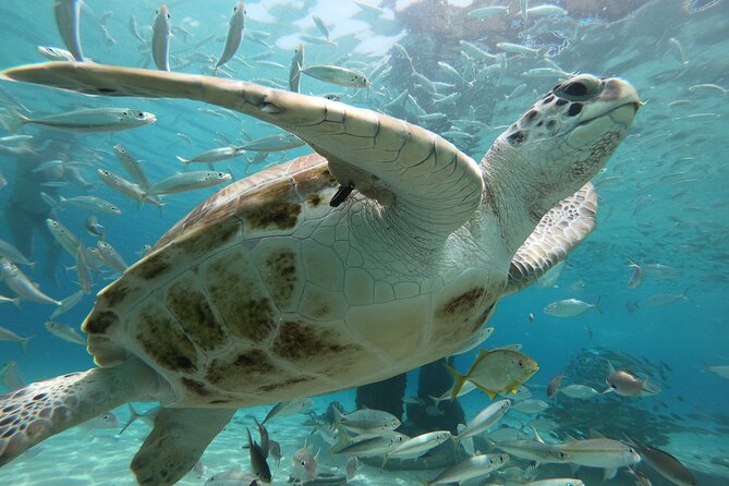 PADI Open Water Course in Curacao - Booking timing, cancellation, and practical planning