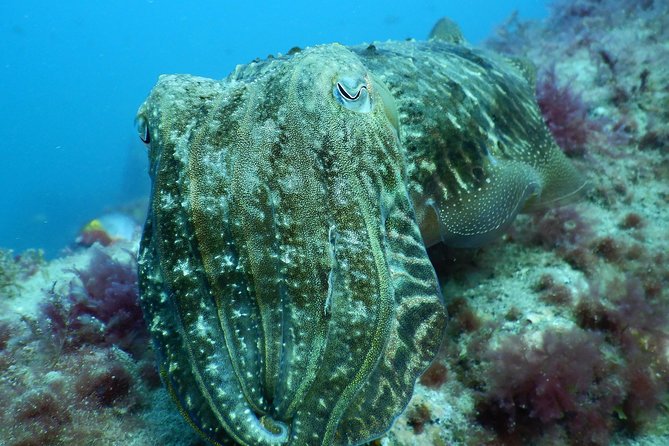 PADI Open Water Course in Gran Canaria - Three days from pool skills to open water