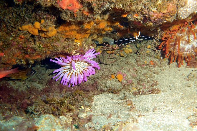 PADI Open Water Course in Gran Canaria - Is $549.09 a fair price?