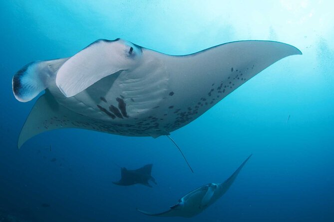 PADI Open water Course in Lembongan - Get certified & dive anywhere in the world - Who will get the most from this course?