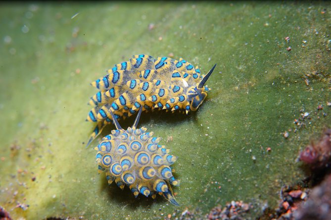 PADI Open water Course in Tulamben - Get certified & dive anywhere in the world - Why Tulamben works well for first-time scuba students