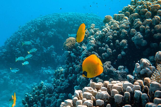 PADI Open Water Diver Course | For beginners - Hon Mun Island: four sessions with a clear progression
