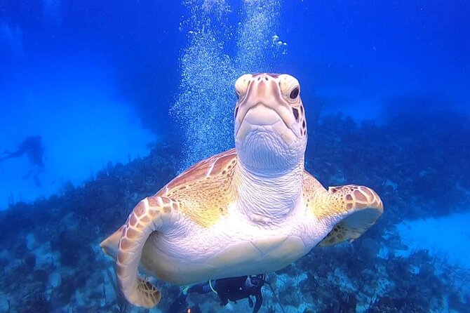 PADI Open Water Diver Course in Bayahibe - What the $410 course really covers