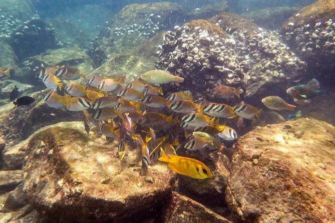 PADI Open Water Diver course in Koh Kood - Meals, transfers, and what to prepare