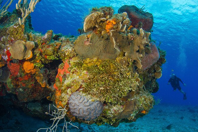 PADI Open Water Diver Course in the Riviera Maya - What the three to four days are really like