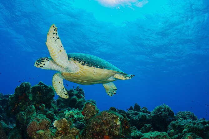 PADI Open Water Diver Course in the Riviera Maya - Four boat trips to the open water