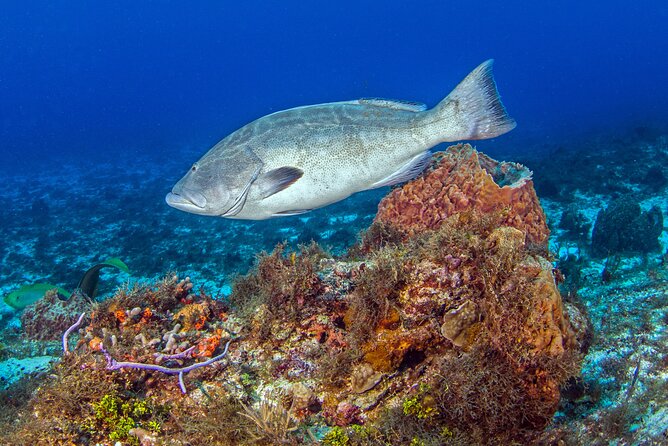 PADI Open Water Diver Course in the Riviera Maya - Why the small group size is valuable