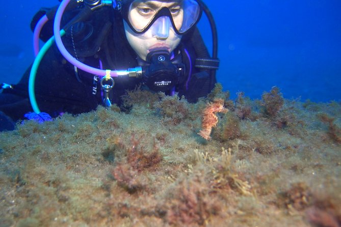 PADI Open Water Diver Course (OWD) - 2.5 days - Meeting Tenerife’s sea life during training
