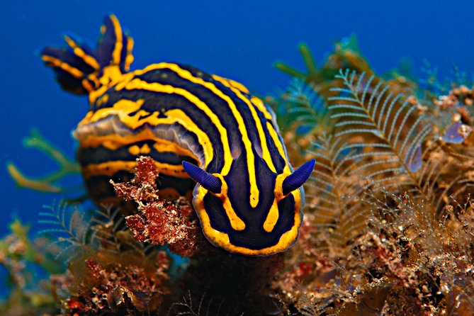 PADI Open Water Diver Course (OWD) - 2.5 days - The instructors are the heart of the experience